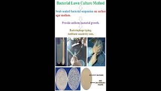 Bacterial Lawn Culture Method geneticteacher [upl. by Voleta]