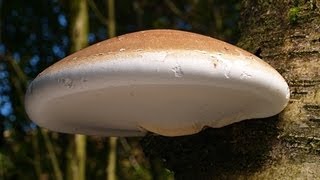 The Magical Birch Polypore [upl. by Elnora]