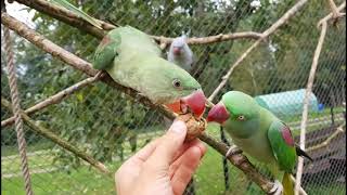 Parrots Brothers  Info o papugach  Aleksandretty Wielkie [upl. by Nedloh]