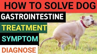 Gastritis in dogs  causessymptoms and preventionCanine gastritis Treatment Practically Vet Dr 🦊😮 [upl. by Nnairrek]