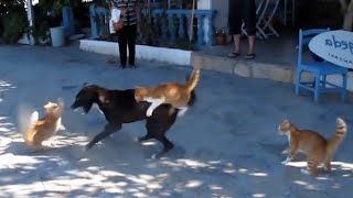 10 Perros Que Se Metieron Con Los Gatos Equivocados [upl. by Neron]