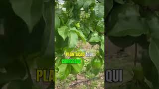 ADUBO PARA MARACUJÁ  TRATAMENTO COMPLETO agriculture agro dicas [upl. by Elay780]