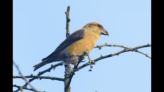 Common Crossbill Lynford Arboretum Norfolk 1124 [upl. by Annelg]