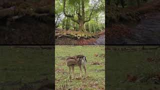 Random Nature Parks Daily Gorbea Spain mountains naturepark gorbeia gorbeiako paisvasco [upl. by Abrahan]