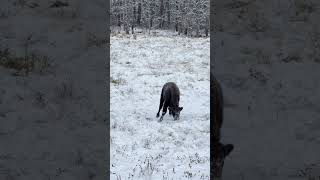 Bison calf playing like a dog with a stick bison wildlife funny nature calf babyanimals [upl. by Niraa204]