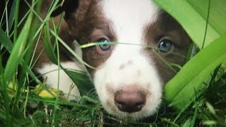 Cute Border Collie Puppies Playing [upl. by Einattirb]