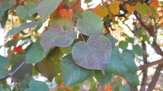 Cercis canadensis Forest pansy zmarlika kanadská [upl. by Ujawernalo754]