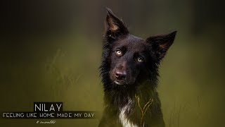 Nilay  8 months Border Collie  FEELING LIKE HOME Made My Day [upl. by Belinda]