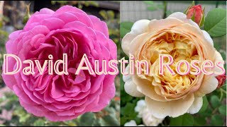 David Austin Roses dreamrosegarden4094 in Wisconsin Zone 5B ladyofshalott กุหลาบอังกฤษ [upl. by Yellat]