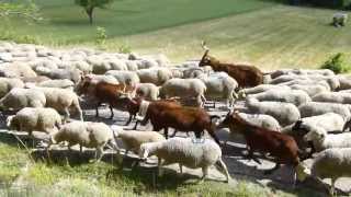 Transhumance provencale [upl. by Atinus]