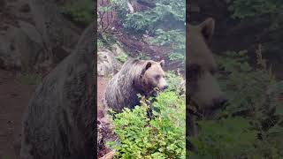 Grizzly bear bear 2024 travel britishcolumbia mountains highlights grousemountain dangerous [upl. by Avla]