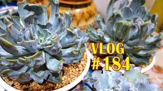 NEW E Thriller Pearl amp Frost Protected Area for Echeveria Frillies  Succulent VLOG 184 [upl. by Shum]