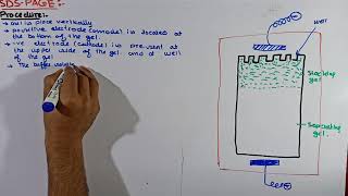 Part4 SDSPAGE Electrophoresis  preparation of Gel in SDSPAGE Electrophoresis Electrophoresis [upl. by Margarita]