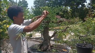 Wiring Bonsai Asem Jawa [upl. by Mabelle929]