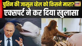 Russia Spy Whale Died Putin की जासूस व्हेल को किसने माराएक्सपर्ट ने कर दिया खुलासा । N18G [upl. by Okoyk]