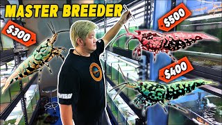 Breeding The Most Expensive Shrimp  Inside Singapores LARGEST Caridina Breeder [upl. by Ynnavoj253]