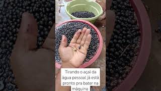 shotrs agora estamos tirando o açaí da água já está pronto pra bater na máquina [upl. by Etnahsa]