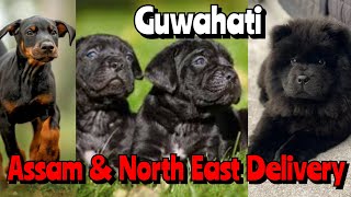 Very joyfull and Large Breed Dogs Sale in Guwahati ❤️ All Assam and North East Delivery [upl. by Red]