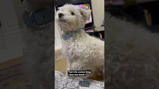 This never stops goldendoodle shorts puppy mustwatch life trendingshorts reels dogs pups [upl. by Epilihp]