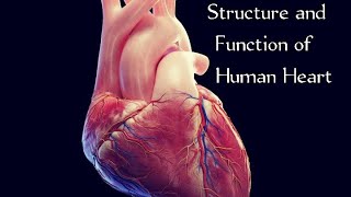 Structure and Function of Human HeartHuman HeartHuman Heart diagramhuman heart function [upl. by Nylevol]