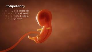 The Embryonic Orgin of Tissues for Anatomy and Physiology [upl. by Kumler]