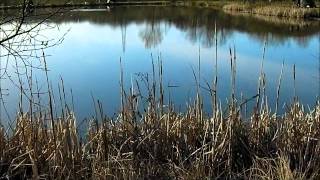 The catfish conservation society visit Wylands Maises lake [upl. by Eixor]