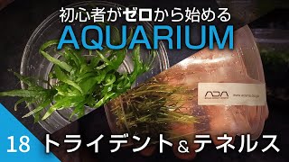 初心者がゼロから始めるアクアリウム【18】ミクロソリウム・トライデント ミニampエキノドルス・テネルスの追加と細かい変更 [upl. by Anelyak]