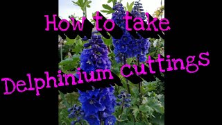 How to take delphinium cuttings [upl. by Aicenad91]