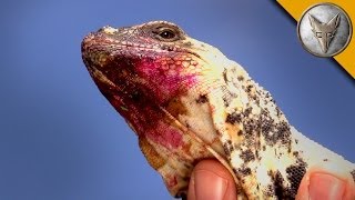 The Chuckwalla is a Sloppy Eater [upl. by Lion339]