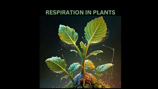 Respiration in plants [upl. by Naerol]