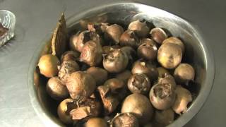 Medlars [upl. by Annairt]