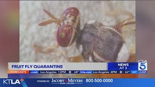 Invasive fruit flies force quarantine in Orange County [upl. by Edmead889]