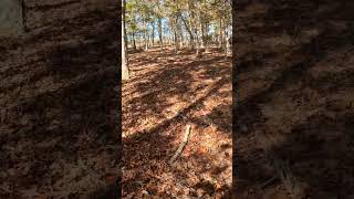 Golden Acorns goprohero12 outdoorlife gooutdoors deerhunting hunting corn nature whitetail [upl. by Ydak]