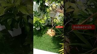 Beautiful garden short  rambutan Fruit plant hybrid exotic fruit  rare red garden shorts [upl. by Maxim]