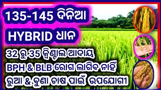 Top 3 Hybrid Paddy Seeds  dhan ki Variety  high yielding hybrid seeds  135 to 145 days paddy seed [upl. by Prudie533]