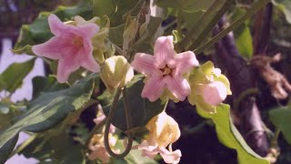 Araujia sericifera pianta della setaPlant of the silk [upl. by Nryhtak441]