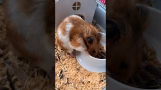 Hamster🐹 Eats hamsterkombat pets shorts cute rodents recommended [upl. by Gurias]