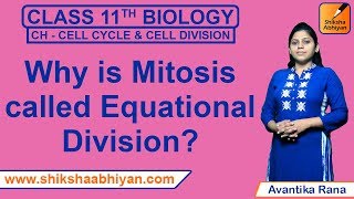 Q5 Why is mitosis called equational division  CBSE Class 11 Biology [upl. by Nyleek]