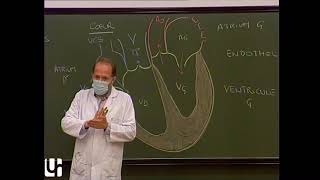 Anatomie générale 3  Appareil circulatoire General anatomy of the circulatory system [upl. by Ahseekan]