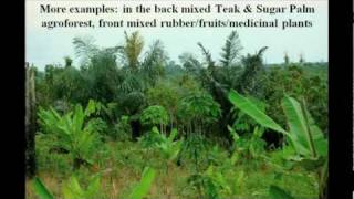 Willie Smits How to restore a rainforest [upl. by Adnwahsor]