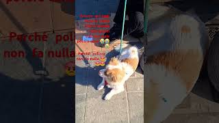 Firenze cani animali foryou Ho parlato con lui per non trattare male ma uguale 😭😡 [upl. by Dnalram785]