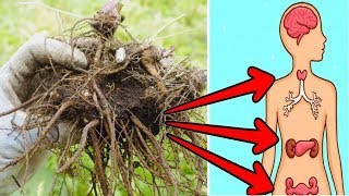 7 Incredible Benefits Of Valerian Root You Wish Someone Told You Earlier [upl. by Oletta]