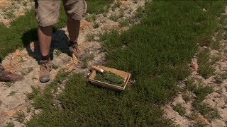 Balade été  Recettes à la salicorne sur lîle de Ré [upl. by Yenttihw]