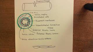 Antithrombotic Mechanisms of the Endothelium Part 1 [upl. by Saxen]