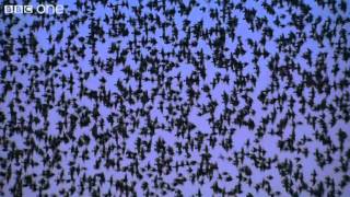 Peregrine Falcon Hunts Starlings in Rome Narrated by David Tennant  Earthflight  BBC One [upl. by Ettenwahs]