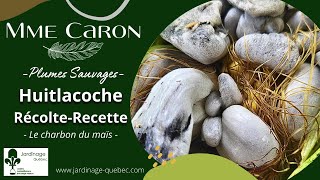 HUITLACOCHE OU CHARBON DU MAÏS RÉCOLTE ET RECETTE  AVEC MME CARON [upl. by Caresa]