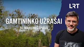 Gamtininko užrašai Čepulis amalas gali nužudyti visą medį [upl. by Silden]