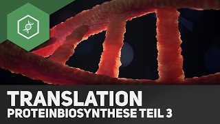 Die Translation  Proteinbiosynthese Teil 3 [upl. by Inek]