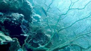 Gorgonian Sea Fan Annella mollis [upl. by Mcclish]