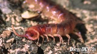 Cryptops hortensis  Centipede Chilopoda  Scolopendromorpha [upl. by Anelys204]